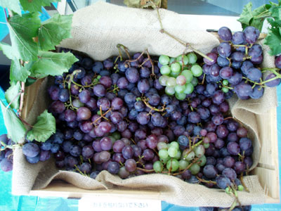 �ӂꂠ���`�قԂǂ����n��