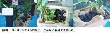 �ӂꂠ���`�قԂǂ����n��