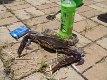 ��`�Ԃ����ς�����ɒ��q