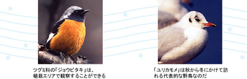 ��`�ɂ���Ă���쒹����